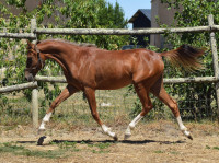 Vente de poney